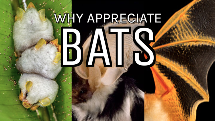 Bat Appreciation Day!
