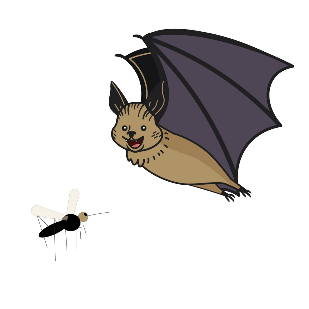 do-bats-eat-mosquitoes-bat-expert-dr-merlin-tuttle-explains-batbnb