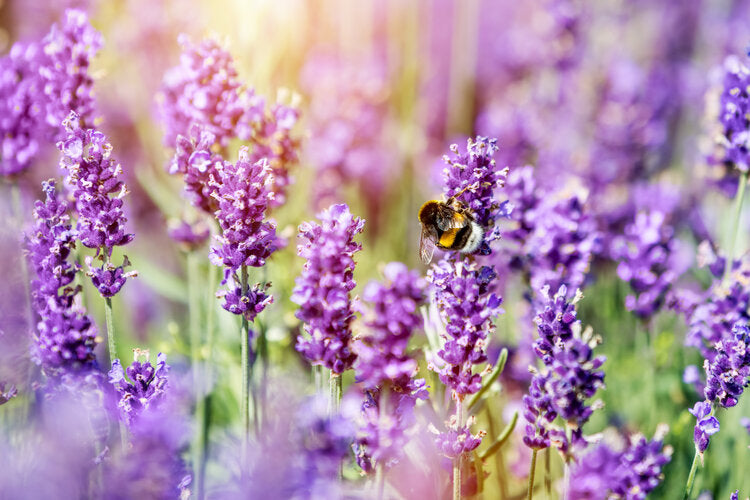 How to make your garden pollinator friendly