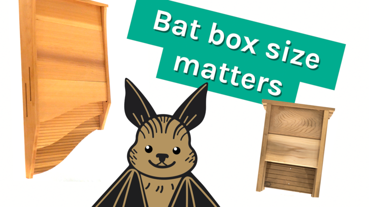 The size of your bat house matters: Here's why