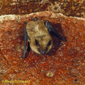 Common bat-house roosting bat species in North America