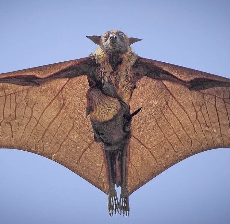 Bats are SuperMoms!