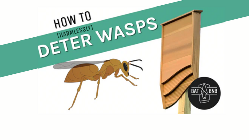 Keep Wasps Out of Your Bat House- How to prevent and remove them