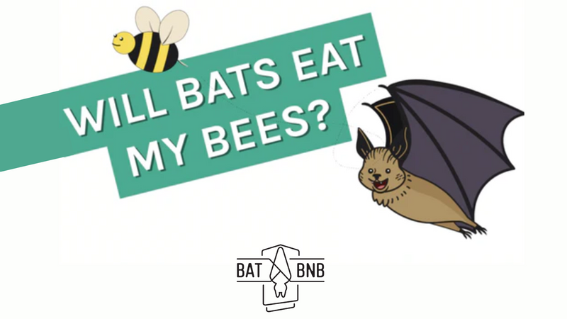 Will bats eat my bees?