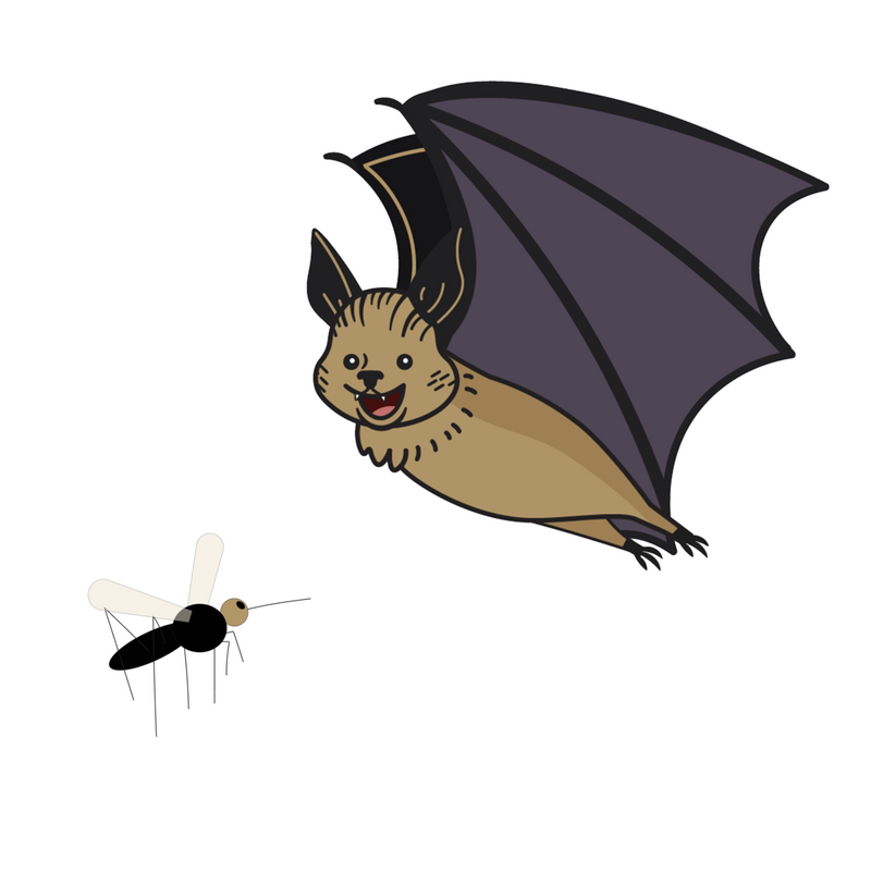 Do bats eat mosquitoes? Bat expert, Dr. Merlin Tuttle explains