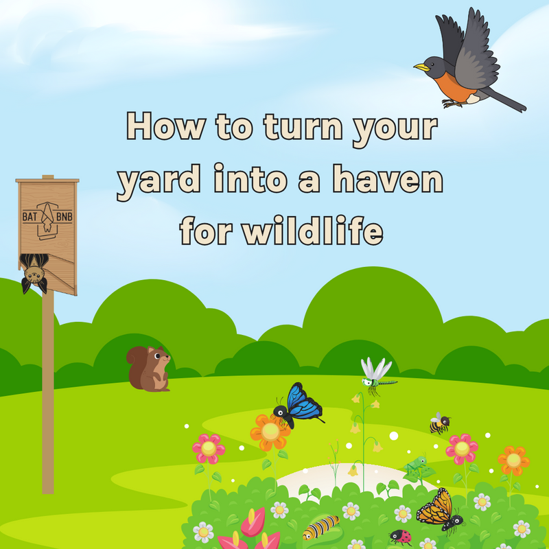 How to turn your Yard into a Haven for Wildlife