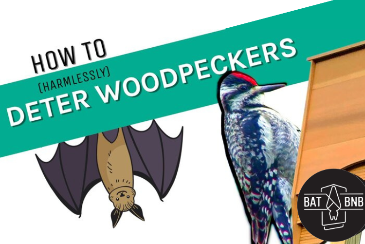 How to (harmlessly) Deter Woodpeckers from your Bat House