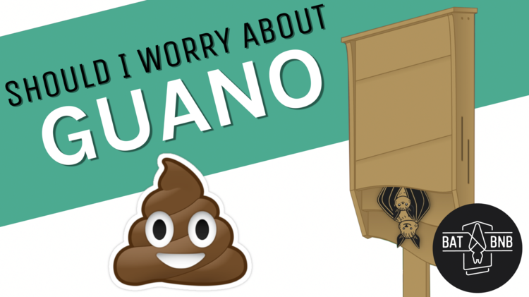 Is Bat Guano Helpful or Dangerous? How to deal with bat poop from your bat house