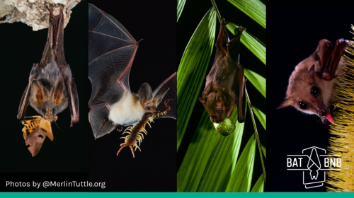 What bugs do bats eat?