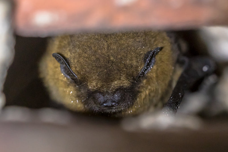Bats and their fight for survival: Hibernation and The deadly White Nose Syndrome